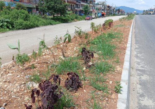 सडक सौन्दर्यकरणमा स्थानीय