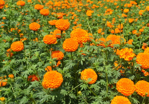 तिहारका लागि तयार भए सयपत्री