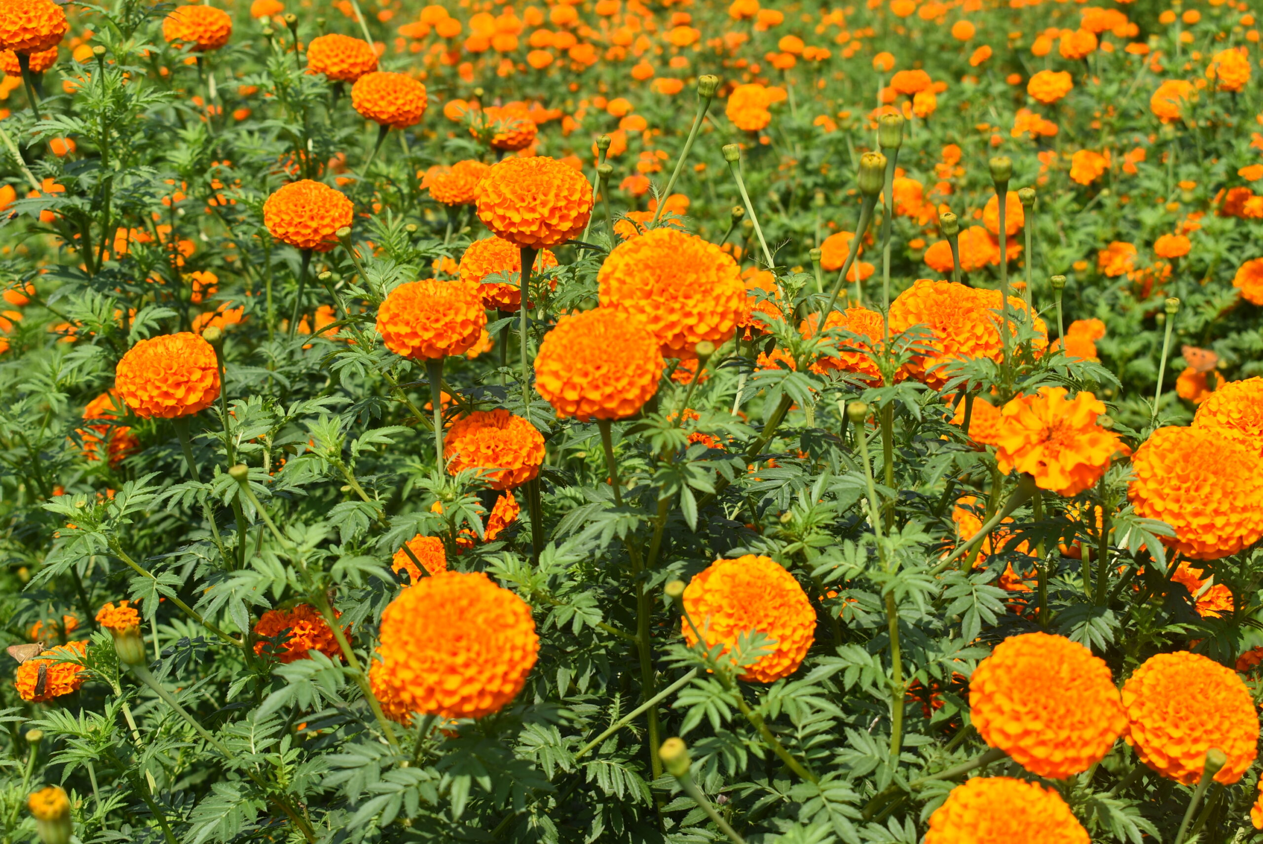 तिहारका लागि तयार भए सयपत्री