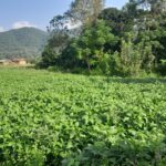 सिँचाइ सुविधा नभएको रकुवा फाँटमा भटमास खेती