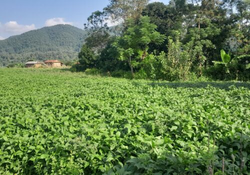 सिँचाइ सुविधा नभएको रकुवा फाँटमा भटमास खेती