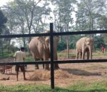 इभा र ल्याम्हो हात्तीले पाए नयाँ जीवन