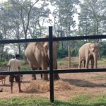 इभा र ल्याम्हो हात्तीले पाए नयाँ जीवन