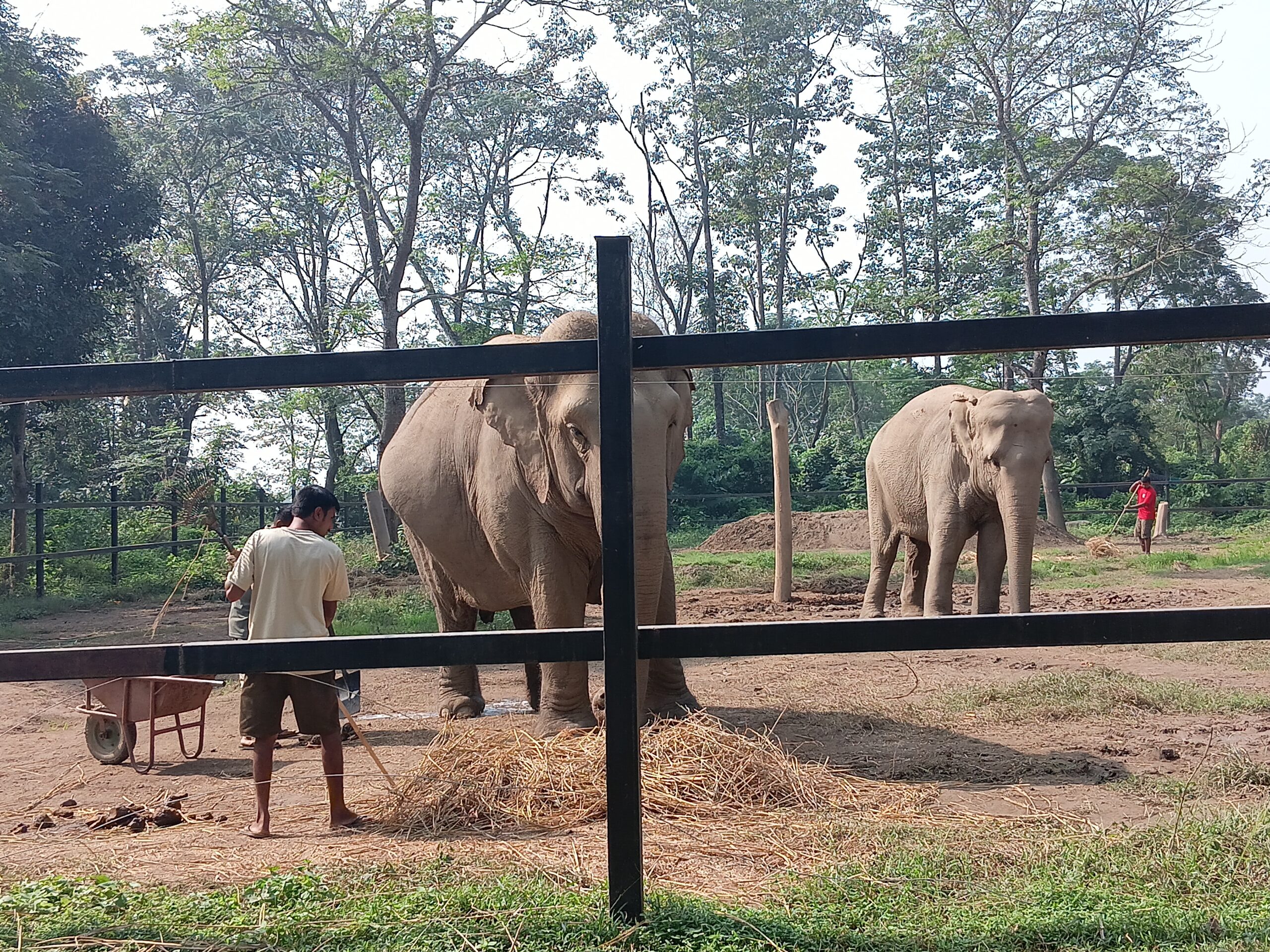 इभा र ल्याम्हो हात्तीले पाए नयाँ जीवन
