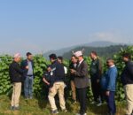 जुकेपानीमा गरिएको काँक्रो खेतीको अनुगमन