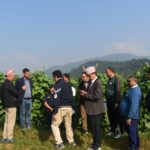 जुकेपानीमा गरिएको काँक्रो खेतीको अनुगमन