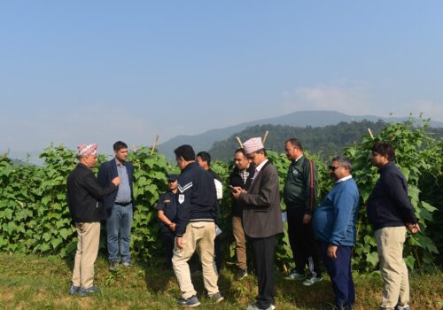 जुकेपानीमा गरिएको काँक्रो खेतीको अनुगमन