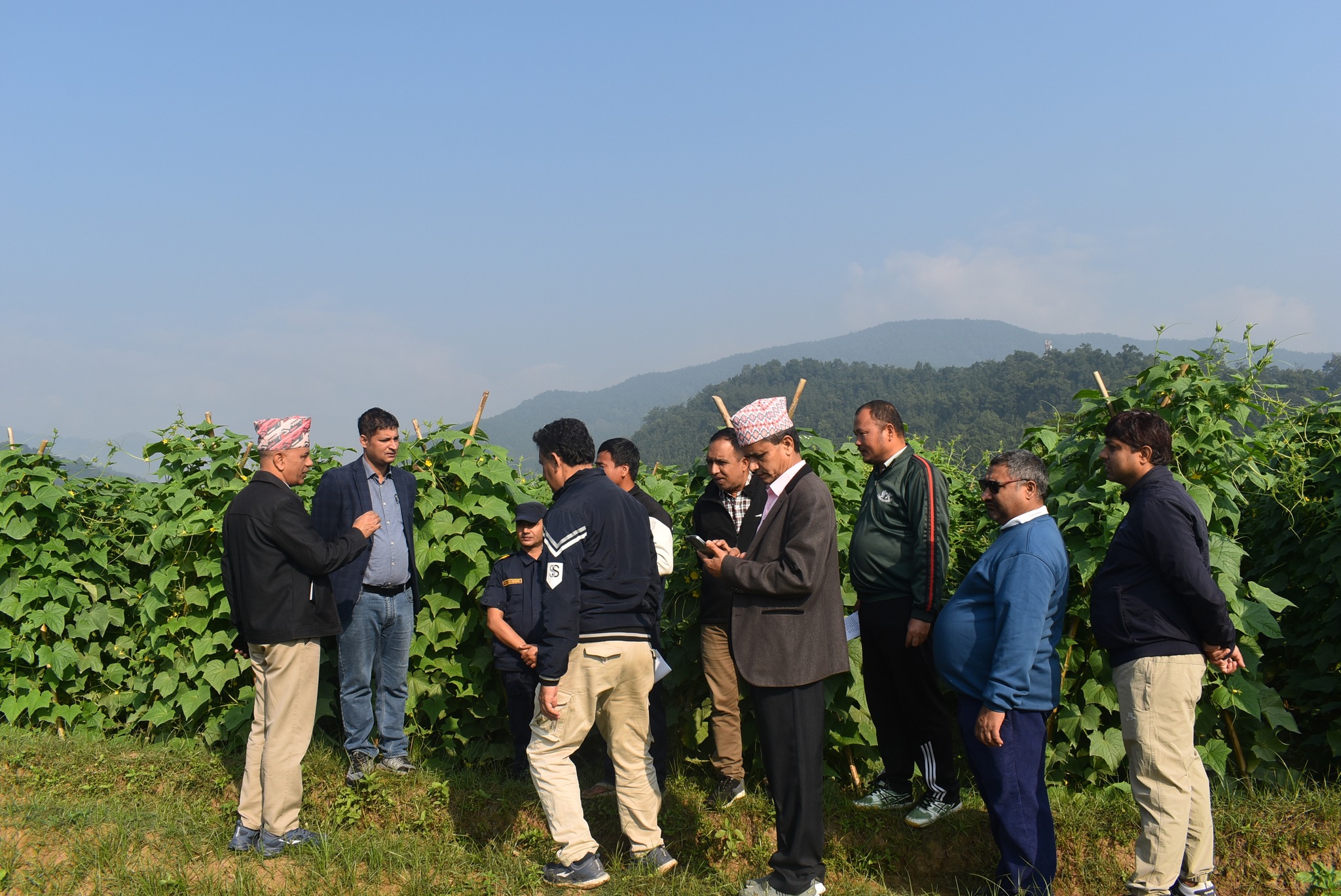 जुकेपानीमा गरिएको काँक्रो खेतीको अनुगमन